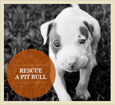 We are helping his current Hot Water Rescue Pitbulls Org