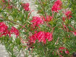 Acidofile sempreverde e non solo. Grevillea Rosmarinifolia Grevillea Rosmarinifolia Piante Da Giardino Grevillea Rosmarinifolia Arbusti
