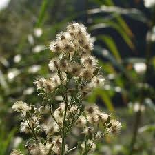 Image result for Erigeron sumatrensis