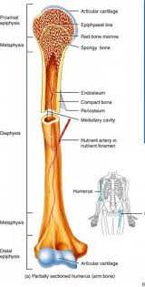 show full abstract is rarely reported. Print Skeletal System Lecture Exam Flashcards Easy Notecards