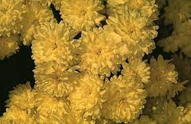Chrysanthemum X Morifolium Chrysanthemum Florist S Chrysanthemum Florist S Daisy Garden Chrysanthemum Garden Hardy Chrysanthemum Garden Mum Hardy Garden Mum Mum North Carolina Extension Gardener Plant Toolbox