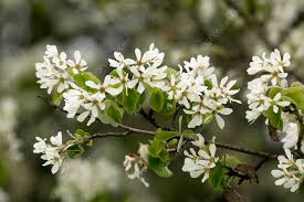 Image result for Amelanchier ovalis