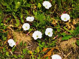 Glyphosate herbicides (such as roundup) are an option, as long as you can keep the herbicide spray or drift away from other plants in your yard. Controlling Bindweed How To Get Rid Of Bindweed