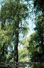 Image result for Juniperus procera