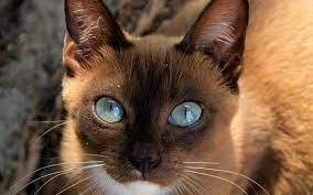 Check spelling or type a new query. Download Wallpapers Havana Brown Cat Muzzle Domestic Cat Cats Blue Eyes Cute Animals Havana Brown For Desktop Free Pictures For Desktop Free