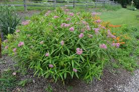 Swamp Milkweed Is Monarch Butterfly S Favorite What Grows There Hugh Conlon Horticulturalist Professor Lecturer Swamp Milkweed Milkweed Plant Asclepias