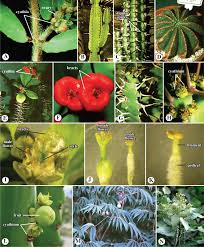 Image result for Erythroxylum emarginatum