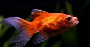 7 Common Goldfish Diseases Are Your Goldfish Sick Common Goldfish Goldfish Pet Fish