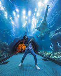 Dubai Aquarium By Emaar On Twitter Sienna Found A New Friend This Summer With Joe Hattab The Pair Really Seemed To Hit It Off And Shared Their Adventure Stories Together In The Underwater