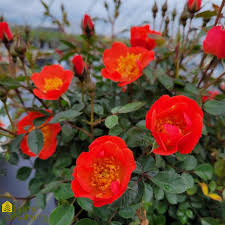 Product description rosa `oso easy paprika` uspp 18, 347 this mighty mite of a rose may be small but it blooms ferociously with a power rarely seen in far larger plants. Rosa X Oso Easy Hot Paprika Rose From Home Nursery
