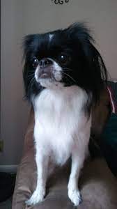Akoya Beautiful Japanese Chin Japanese Chin Cute Puppies My Animal