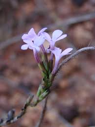 Image result for Buchnera longispicata