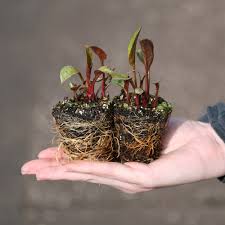 The many overlapping starry blooms a bittersweet hue. Aquilegia Black Barlow J Parker Dutch Bulbs