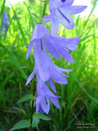 Creeping Bellflower Campanula Rapunculoides Family Bellflower Campanulaceae Habitat Open Stream Bank Plant Photography Wild Flowers Colorful Flowers