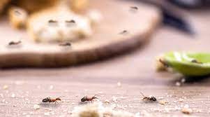I spent a while watching them, and i coulda swore they were coming out of the drain. How To Get Rid Of Ants In The Kitchen Gopests Com