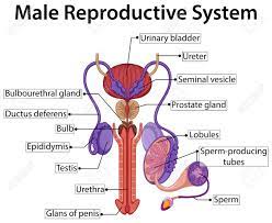 Internal organs include the vas deferens, prostate and urethra. Pictures Of The Male Anatomy Koibana Info Reproductive System Female Reproductive System Anatomy Female Reproductive System