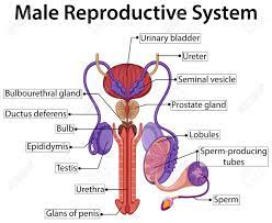 From wikimedia commons, the free media repository. Pictures Of The Male Anatomy Koibana Info Reproductive System Female Reproductive System Anatomy Female Reproductive System