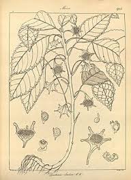 Image result for Dorstenia buchananii