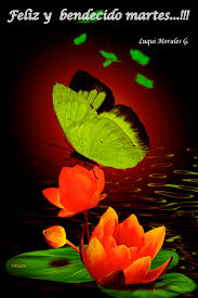 Bendecido Martes Lukisan Fotografi Alam Gambar Bergerak