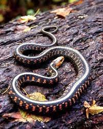 Species Photography Collection Pet Snake Reptiles And Amphibians Reptiles