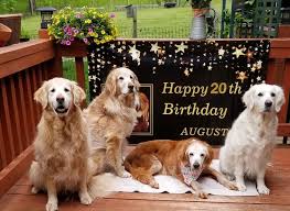 If you're a fan of the breed's personality, charm and wit, you'll surely enjoy this collection. This Cute Golden Retriever Becomes The First Golden Retriever To Reach The Age Of 20 Bored Panda
