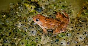 Od jajeczka do żaby, czyli o czym jest Inkubator Kijanek | Inkubator Kijanek