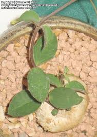 Image result for Ceropegia rendallii