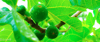 Don't forget to subscribe to eatyourbackyard. Edible Landscaping The 5 Best Fruit Trees In North Florida