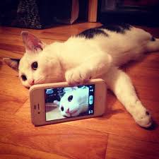 View allall photos tagged cute, kitten. Cute Kittens Socutekittens Twitter