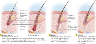 The characteristic finding in anagen effluvium is the tapered fracture of the hair shafts. Telogen Effluvium Causes Symptoms Regrowth Duration And Treatment