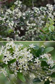 Image result for Gymnosporia glaucophylla