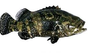 Ikan kerapu macan termasuk ikan pemakan aktif dan sensitif terhadap perubahan kualitas air yang fluktuatif, perlu cahaya tetapi tidak langsung dari ikan kerapu macan memiliki harga jual yang tinggi jika dijual ke negara china dalam keadaan hidup. Daftar Harga Ikan Kerapu Terbaru Juni 2021 Suka Ikan