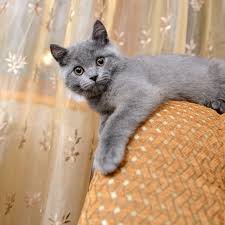The russian blue cat is recognizable by his beautiful green eyes and a striking blue coat that has a lustrous sheen. The Angel Of Cuteness Russian Blue Cat Personality Cat Appy