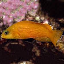 Yellow Dottyback Pseudochromis Aureus