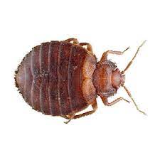 Expert recommended top 3 pest control services in mumbai, maharashtra. 1 Bed Bugs Control Service In Mumbai Control Removal Treatments