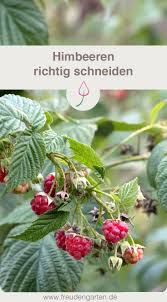 Himbeeren Schneiden Himbeerpflanzen Garten Anlegen Hortensien Garten