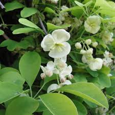 Maybe you would like to learn more about one of these? Akebia Quinata Alba