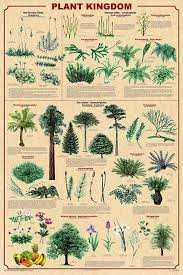 Plant Kingdom Poster 24x36 With New Classifications V 2 Kingdom Plantae Plants Plant Classification
