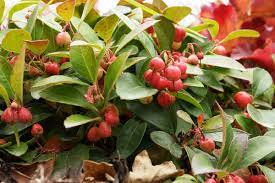 Knospen rosa, später weiße große blütenbälle. Baum Und Strauch Mit Roten Beeren 16 Arten Gartenlexikon De