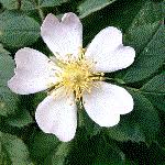 Image result for Rosaceae