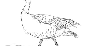 Canadian Goose Walking Coloring Page From Gooses Category Select From 24104 Printable Crafts Of Cartoons Natu Bird Coloring Pages Bird Drawings Goose Drawing