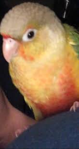 Our two pineapple conures have flown away near Barham Street .. if you see  them please message me. The are friendly.. their names are Rhea and Paolo  we love them dearly and