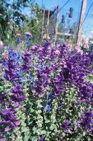 Bland flavors are more their style. Outside Flowers That Animals Won T Eat Flower Landscape Outside Plants Bulb Flowers