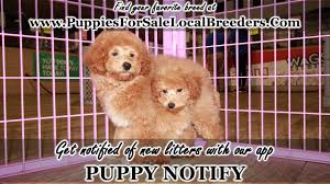 Home raised goldendoodle puppies located at our country estate at american goldendoodle we take pride in hand raising our puppies. Mini Goldendoodle Puppies For Sale Georgia Local Breeders Gwinnett County Ga Youtube