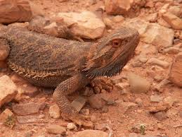Just make sure that they are available fresh daily. Bearded Dragon Diet And Nutrition Over 125 Safe Food List