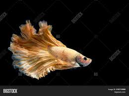 Gold betta fish, show grade betta fish, bettafish competition. Yellow Gold Betta Fish Image Photo Free Trial Bigstock