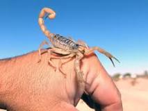 Image result
