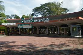 The zoo negara is managed by the malaysian zoological society which was created to start the first zoo in malaysia. After Months Of Closure Zoo Negara Reopens Today Malaysia Malay Mail