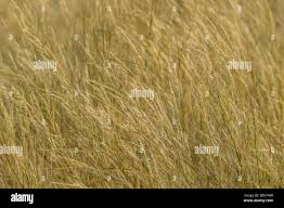 Image result for Aristida congesta