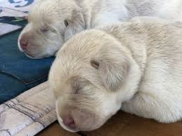 Champagne labrador puppies for sale at lankas labs are trained to point from a young age, so they are ready to become exceptional hunters and help you bag a great catch. Champagne Lab Puppies For Sale Silver And Charcoal Kennels
